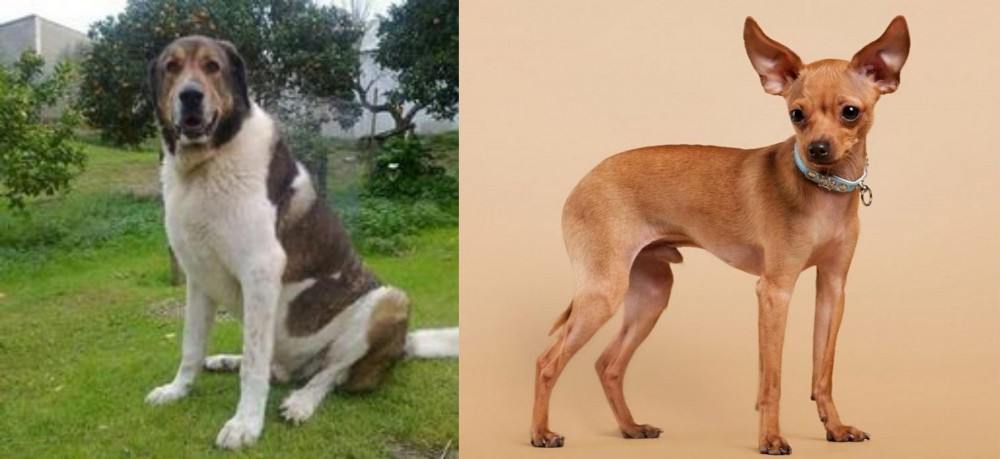 Russian Toy Terrier vs Cao de Gado Transmontano - Breed Comparison