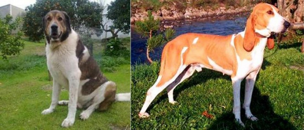 Schweizer Laufhund vs Cao de Gado Transmontano - Breed Comparison