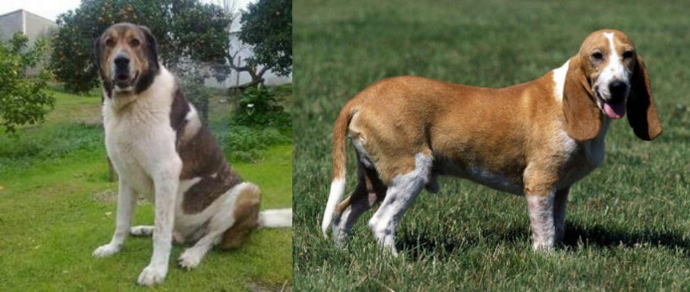 Schweizer Niederlaufhund vs Cao de Gado Transmontano - Breed Comparison