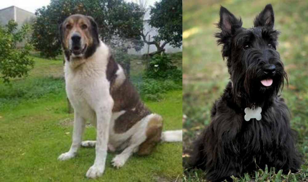 Scoland Terrier vs Cao de Gado Transmontano - Breed Comparison