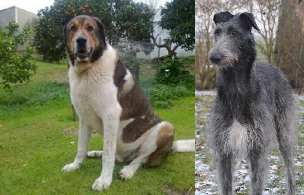 Scottish Deerhound vs Cao de Gado Transmontano - Breed Comparison