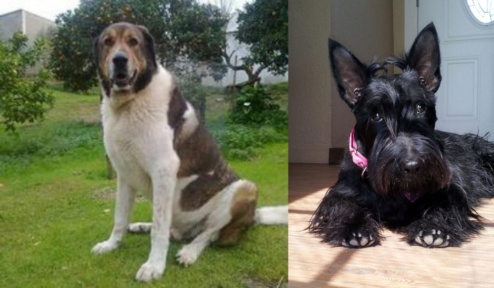 Scottish Terrier vs Cao de Gado Transmontano - Breed Comparison