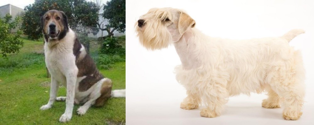 Sealyham Terrier vs Cao de Gado Transmontano - Breed Comparison
