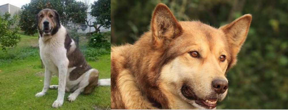 Seppala Siberian Sleddog vs Cao de Gado Transmontano - Breed Comparison