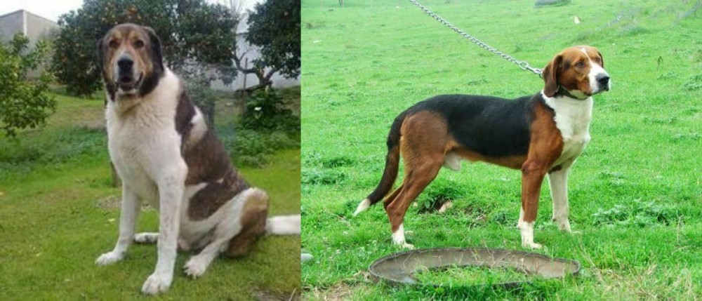 Serbian Tricolour Hound vs Cao de Gado Transmontano - Breed Comparison