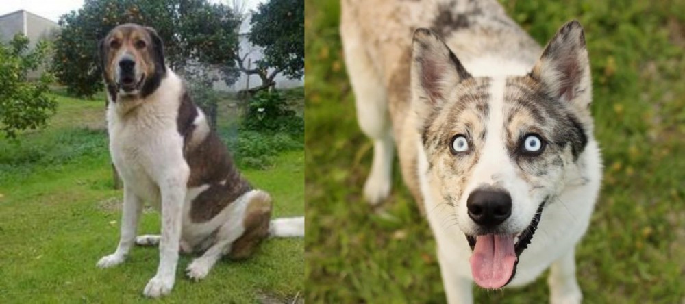 Shepherd Husky vs Cao de Gado Transmontano - Breed Comparison