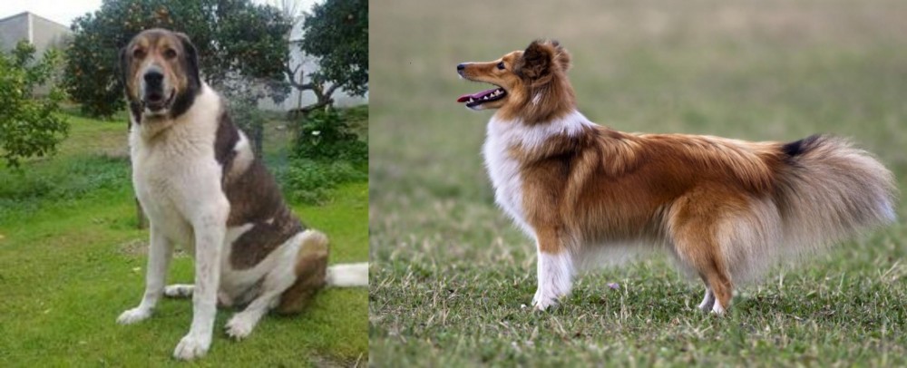 Shetland Sheepdog vs Cao de Gado Transmontano - Breed Comparison