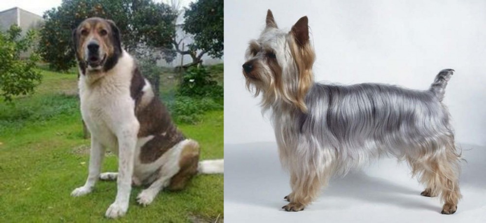 Silky Terrier vs Cao de Gado Transmontano - Breed Comparison