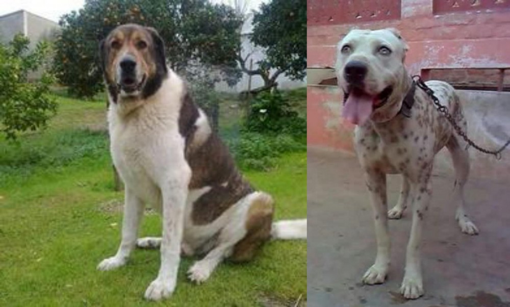 Sindh Mastiff vs Cao de Gado Transmontano - Breed Comparison