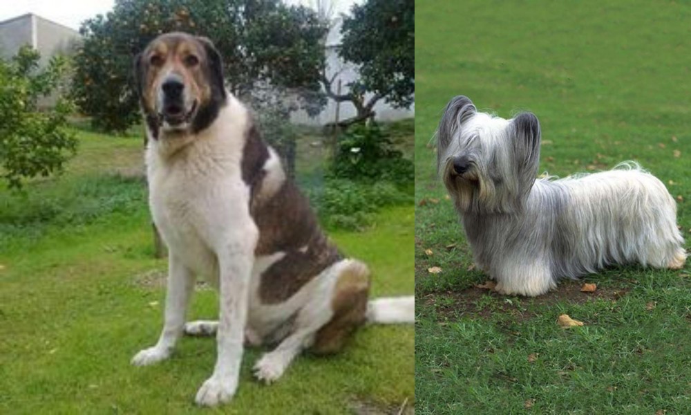 Skye Terrier vs Cao de Gado Transmontano - Breed Comparison