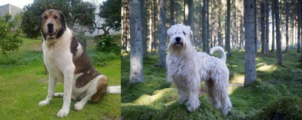 Soft-Coated Wheaten Terrier vs Cao de Gado Transmontano - Breed Comparison