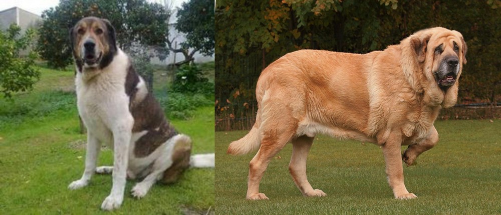 Spanish Mastiff vs Cao de Gado Transmontano - Breed Comparison