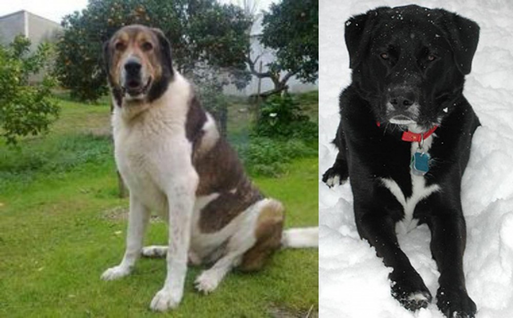 St. John's Water Dog vs Cao de Gado Transmontano - Breed Comparison