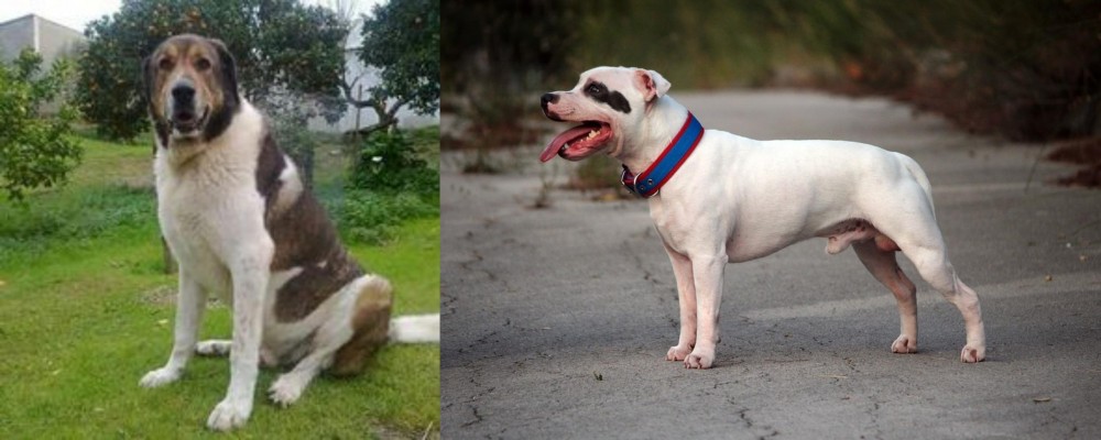 Staffordshire Bull Terrier vs Cao de Gado Transmontano - Breed Comparison