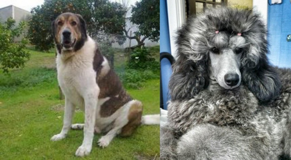Standard Poodle vs Cao de Gado Transmontano - Breed Comparison