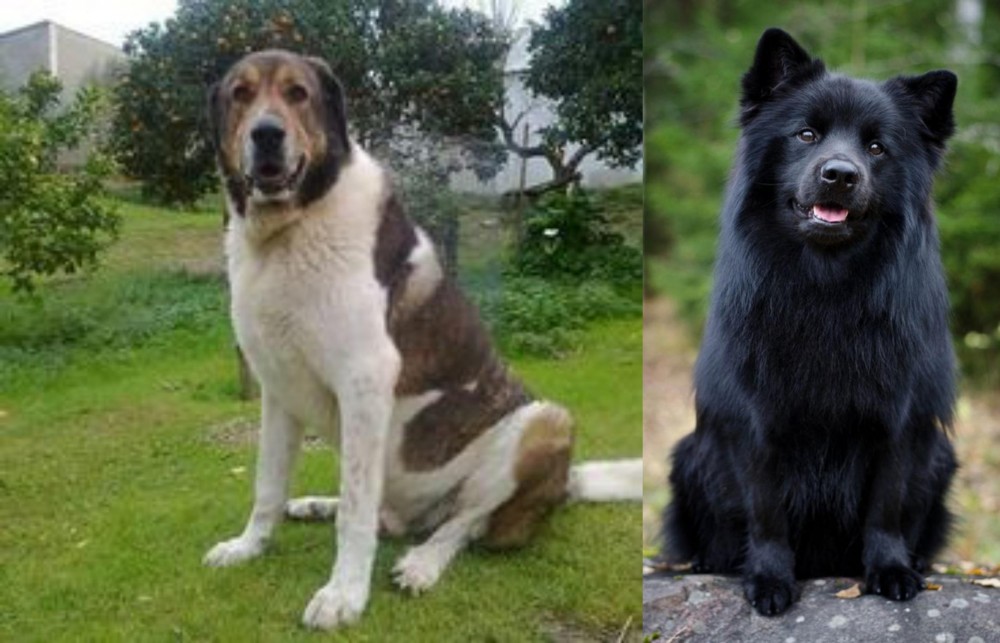 Swedish Lapphund vs Cao de Gado Transmontano - Breed Comparison