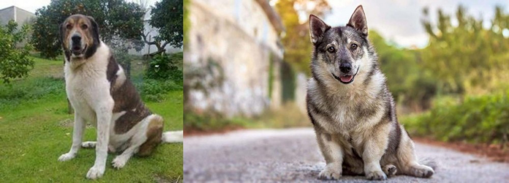 Swedish Vallhund vs Cao de Gado Transmontano - Breed Comparison