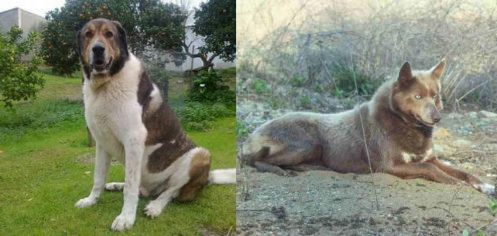 Tahltan Bear Dog vs Cao de Gado Transmontano - Breed Comparison