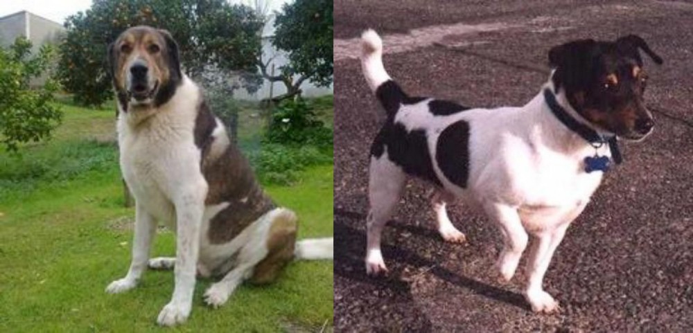 Teddy Roosevelt Terrier vs Cao de Gado Transmontano - Breed Comparison