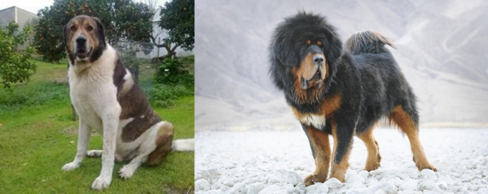 Tibetan Mastiff vs Cao de Gado Transmontano - Breed Comparison