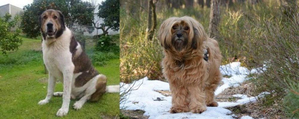 Tibetan Terrier vs Cao de Gado Transmontano - Breed Comparison