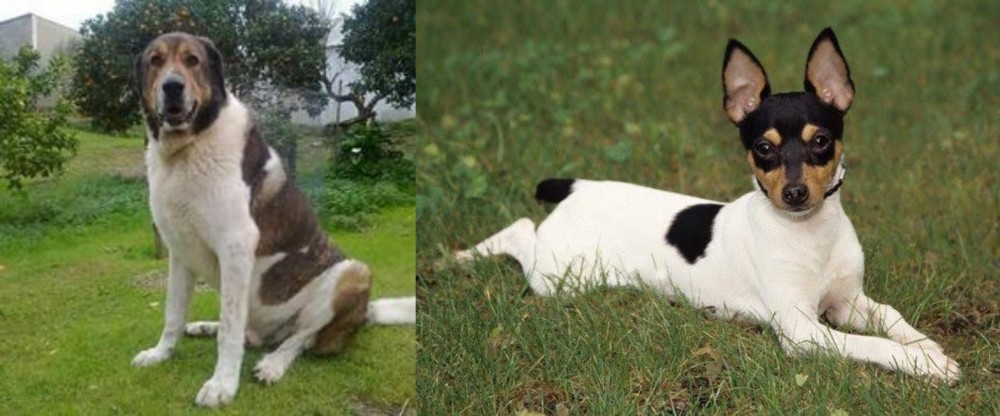 Toy Fox Terrier vs Cao de Gado Transmontano - Breed Comparison