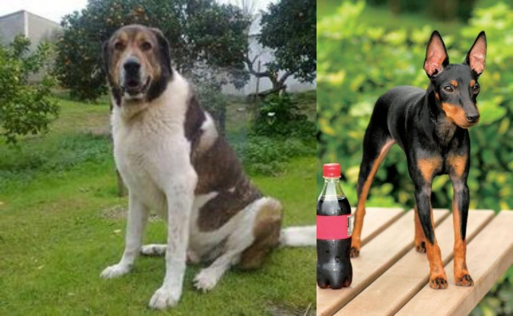 Toy Manchester Terrier vs Cao de Gado Transmontano - Breed Comparison