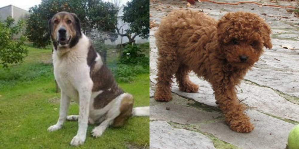 Toy Poodle vs Cao de Gado Transmontano - Breed Comparison