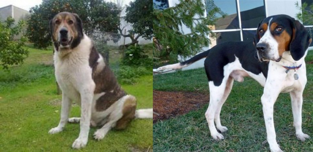 Treeing Walker Coonhound vs Cao de Gado Transmontano - Breed Comparison
