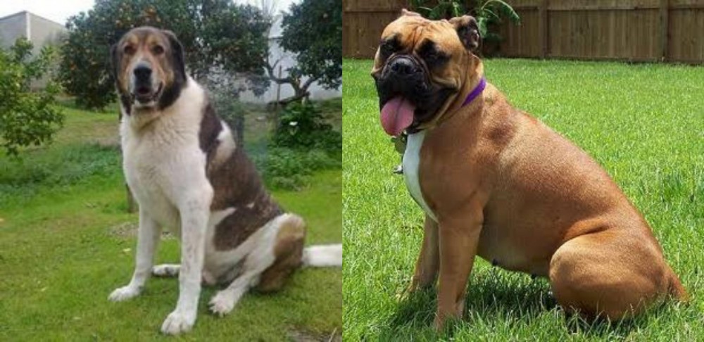 Valley Bulldog vs Cao de Gado Transmontano - Breed Comparison