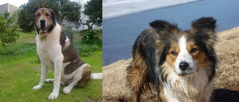 Welsh Sheepdog vs Cao de Gado Transmontano - Breed Comparison