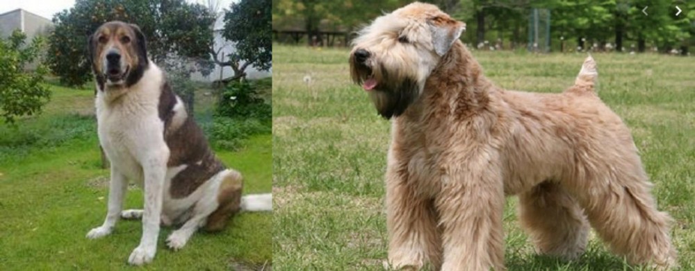 Wheaten Terrier vs Cao de Gado Transmontano - Breed Comparison