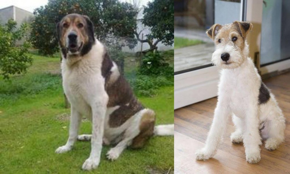 Wire Fox Terrier vs Cao de Gado Transmontano - Breed Comparison