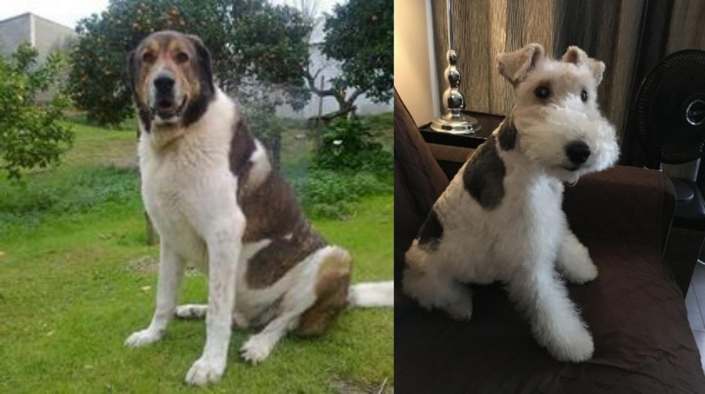 Wire Haired Fox Terrier vs Cao de Gado Transmontano - Breed Comparison