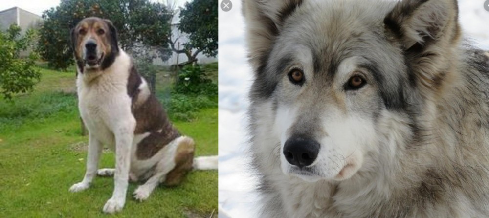 Wolfdog vs Cao de Gado Transmontano - Breed Comparison