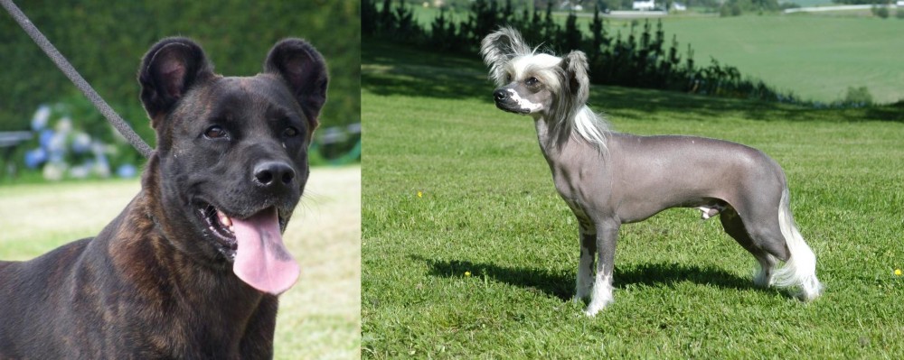 Chinese Crested Dog vs Cao Fila de Sao Miguel - Breed Comparison