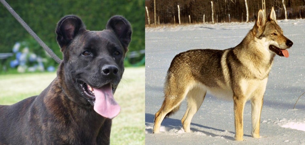 Czechoslovakian Wolfdog vs Cao Fila de Sao Miguel - Breed Comparison