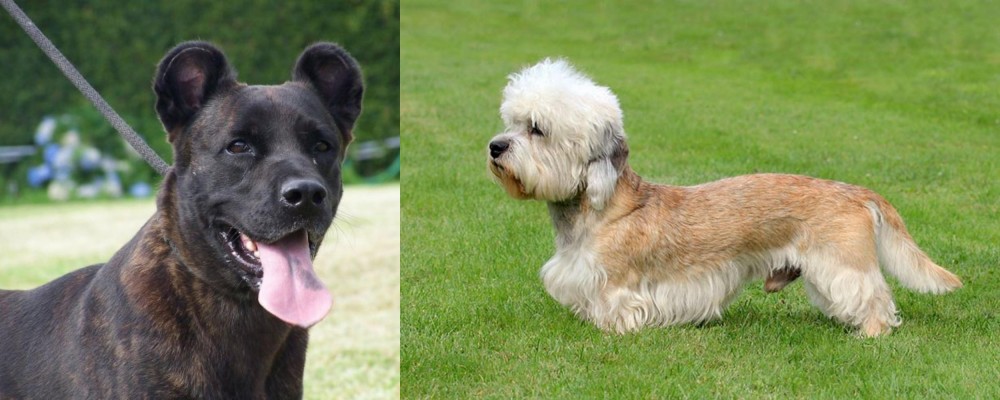 Dandie Dinmont Terrier vs Cao Fila de Sao Miguel - Breed Comparison