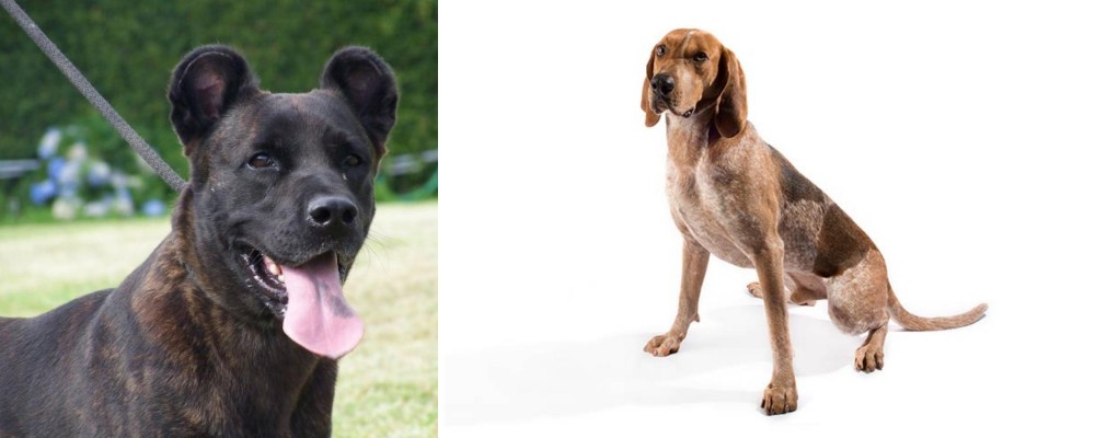 English Coonhound vs Cao Fila de Sao Miguel - Breed Comparison