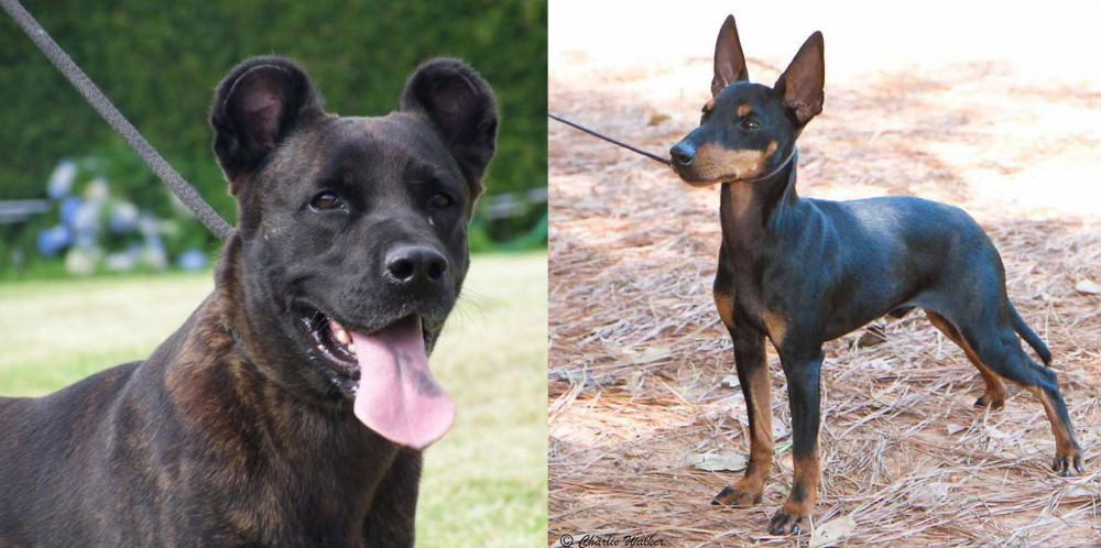 English Toy Terrier (Black & Tan) vs Cao Fila de Sao Miguel - Breed Comparison