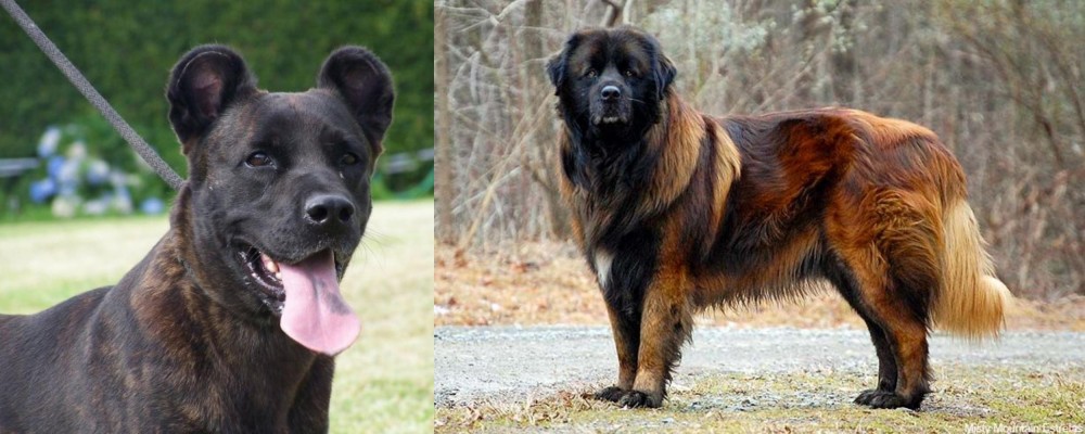 Estrela Mountain Dog vs Cao Fila de Sao Miguel - Breed Comparison