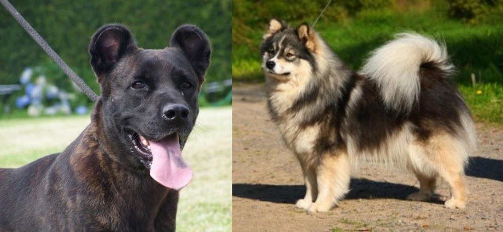 Finnish Lapphund vs Cao Fila de Sao Miguel - Breed Comparison