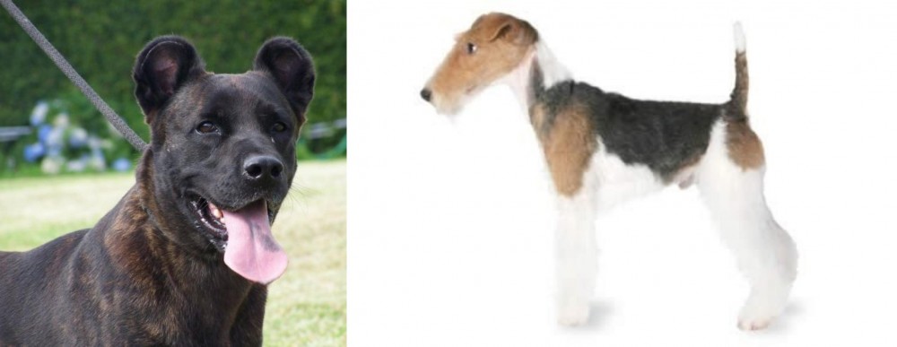 Fox Terrier vs Cao Fila de Sao Miguel - Breed Comparison