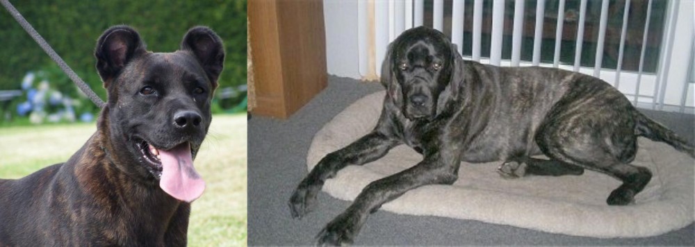 Giant Maso Mastiff vs Cao Fila de Sao Miguel - Breed Comparison