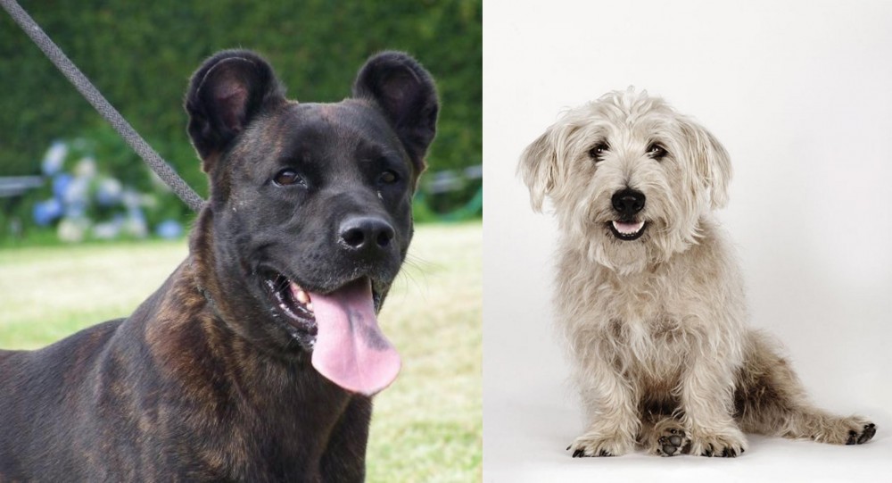Glen of Imaal Terrier vs Cao Fila de Sao Miguel - Breed Comparison