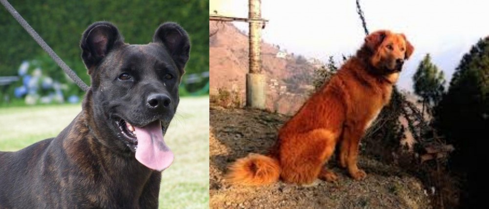 Himalayan Sheepdog vs Cao Fila de Sao Miguel - Breed Comparison