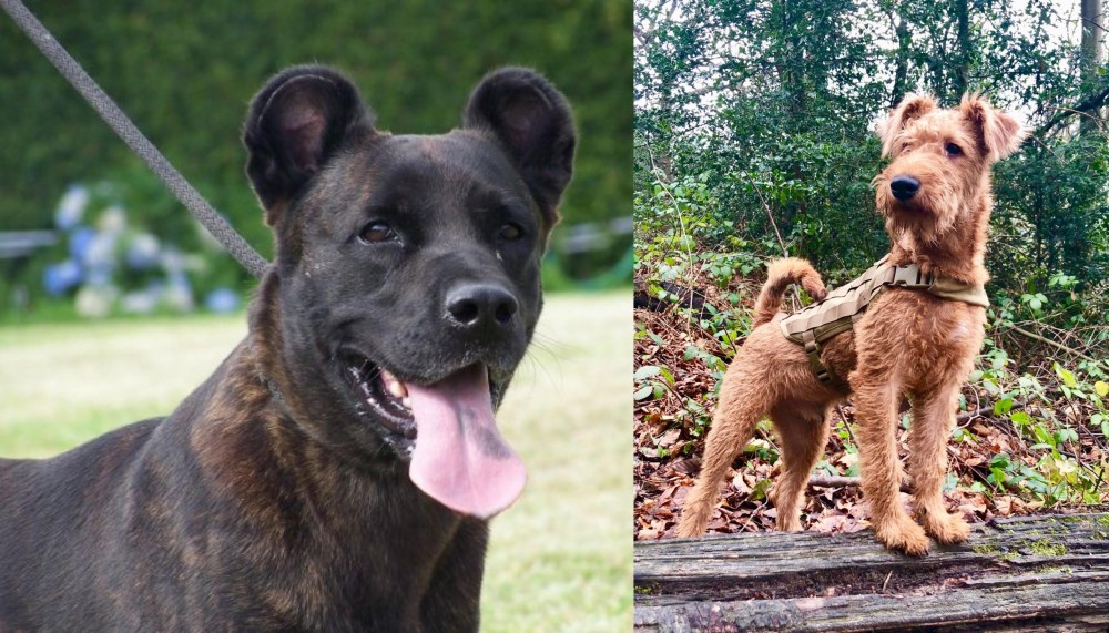 Irish Terrier vs Cao Fila de Sao Miguel - Breed Comparison