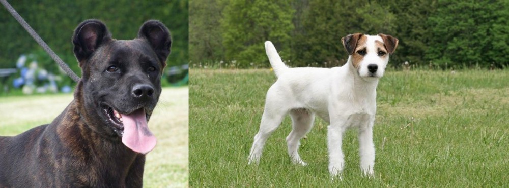 Jack Russell Terrier vs Cao Fila de Sao Miguel - Breed Comparison