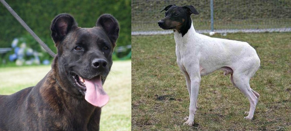 Japanese Terrier vs Cao Fila de Sao Miguel - Breed Comparison