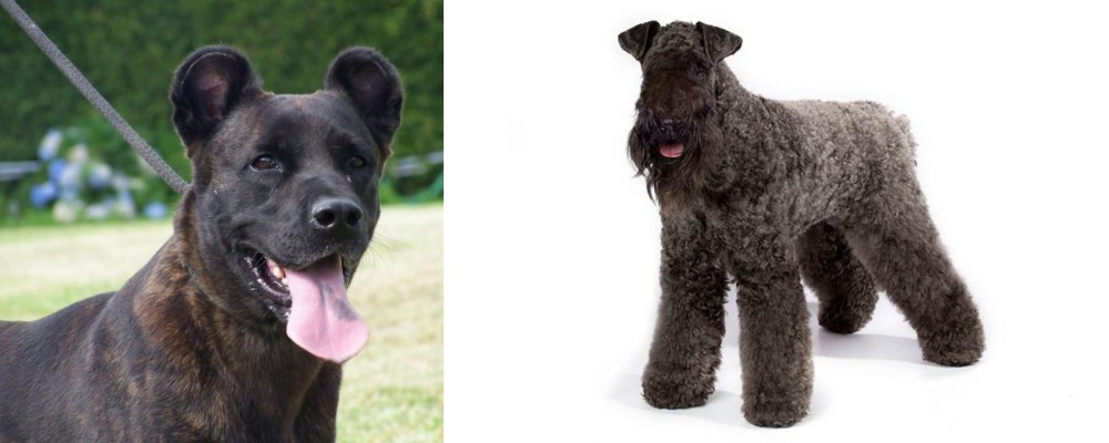 Kerry Blue Terrier vs Cao Fila de Sao Miguel - Breed Comparison
